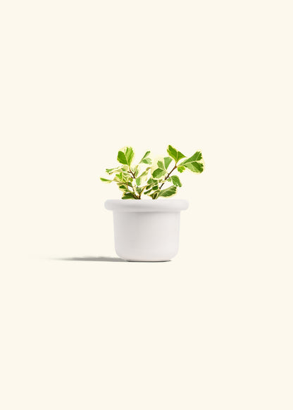 Variegated Triangle Ficus in a 4 inches Fat Lip White Planter 