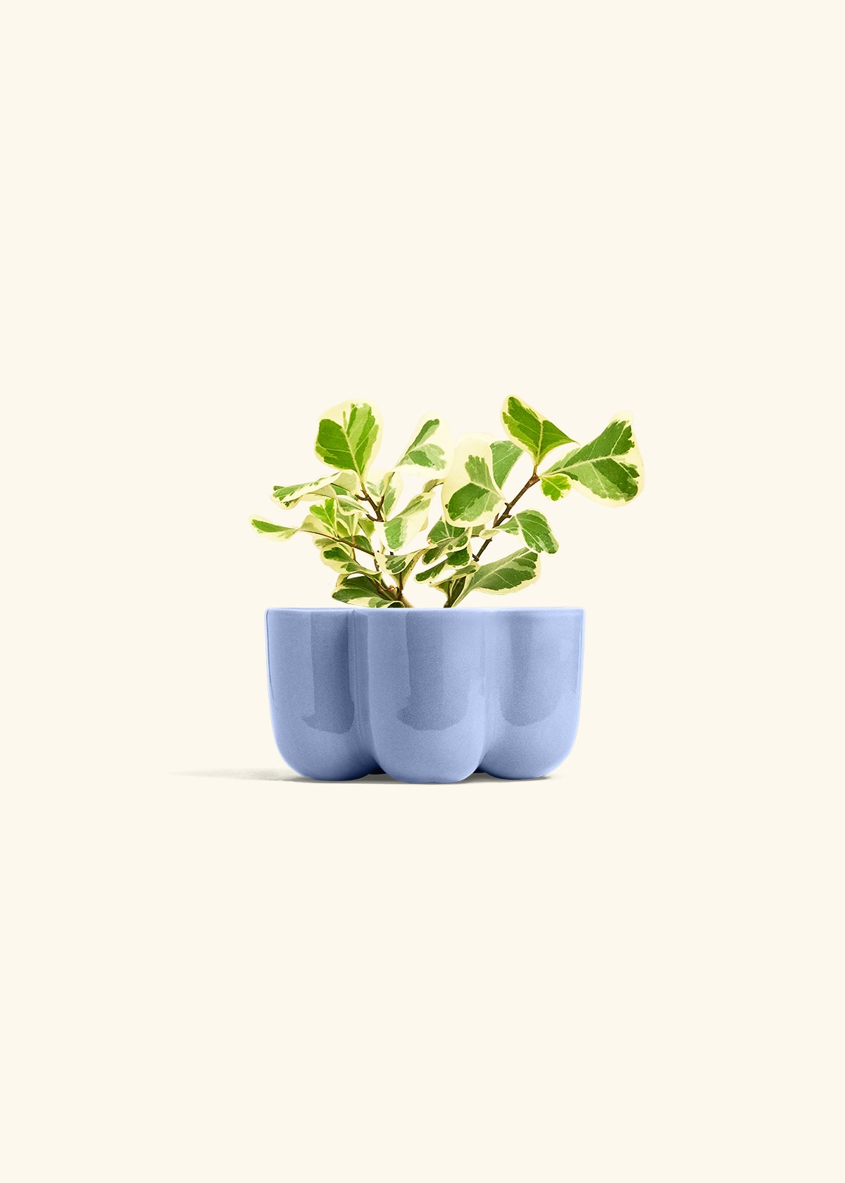 Variegated Triangle Ficus in a 4 inches in a Blue Petal Planter