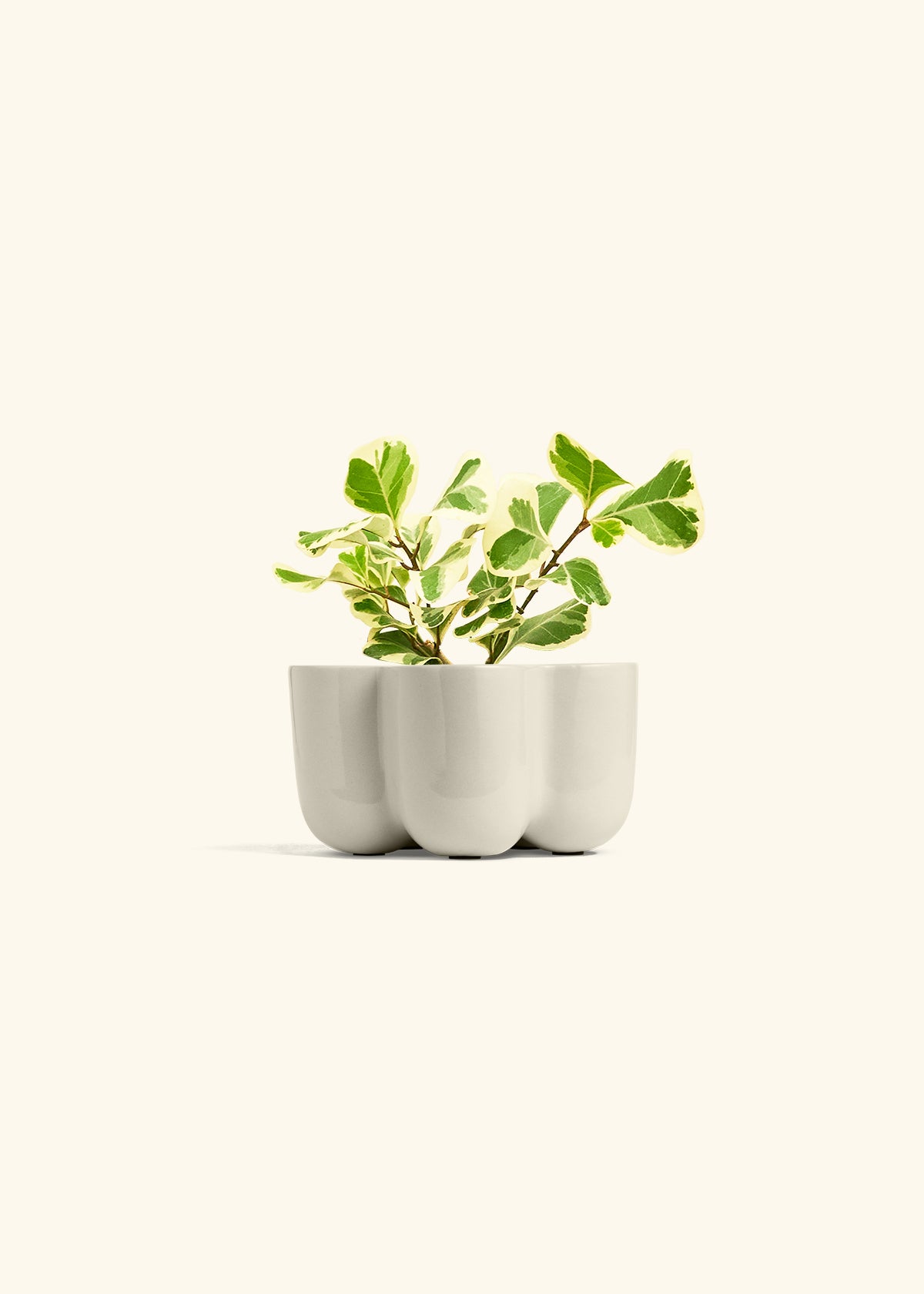 Variegated Triangle Ficus in a 4 inches in a Oat Petal Planter