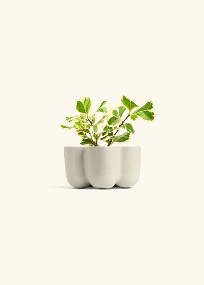 Variegated Triangle Ficus in a 4 inches in a Oat Petal Planter