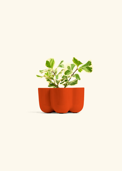 Variegated Triangle Ficus in a 4 inches in a Red Petal Planter