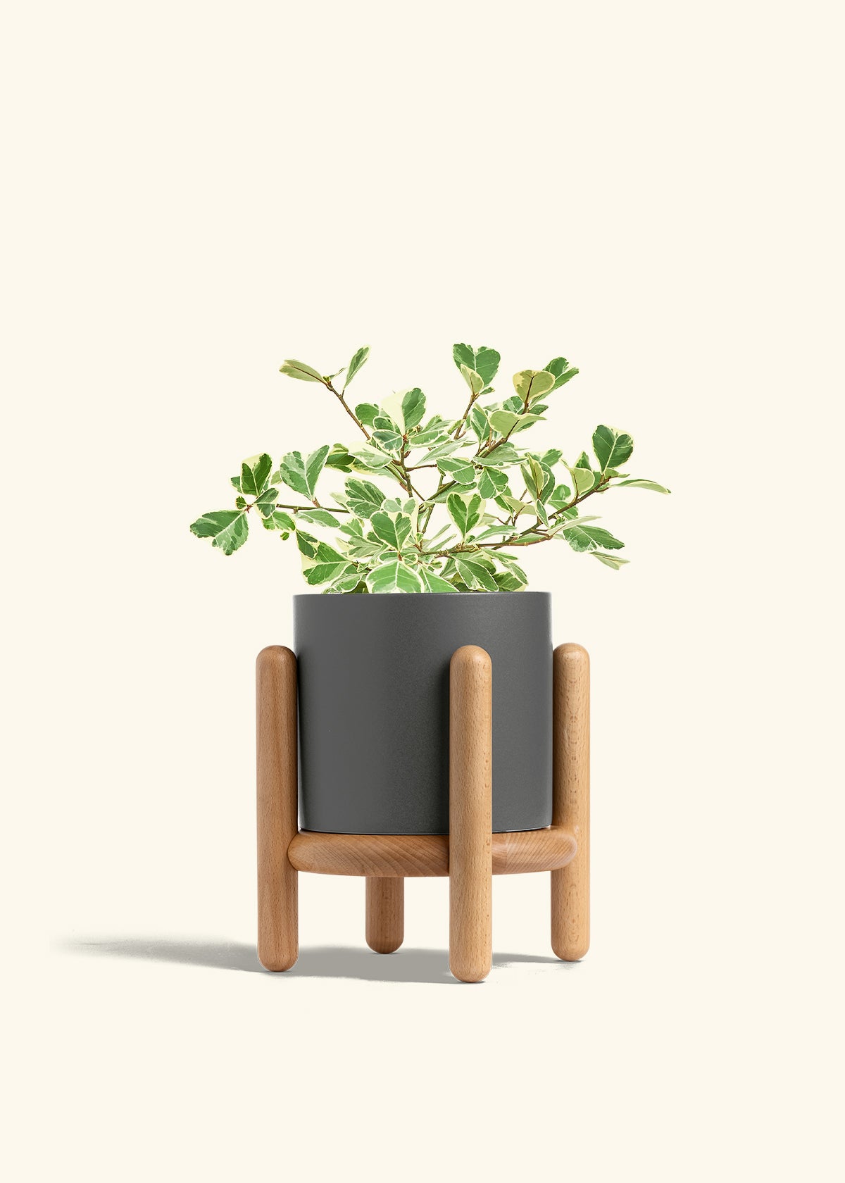 Variegated Triangle Ficus in a 6 inches Charcoal Classic Cylinder Planter in a Beech Wood Stand