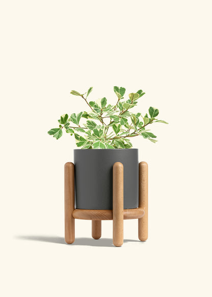 Variegated Triangle Ficus in a 6 inches Charcoal Classic Cylinder Planter in a Beech Wood Stand
