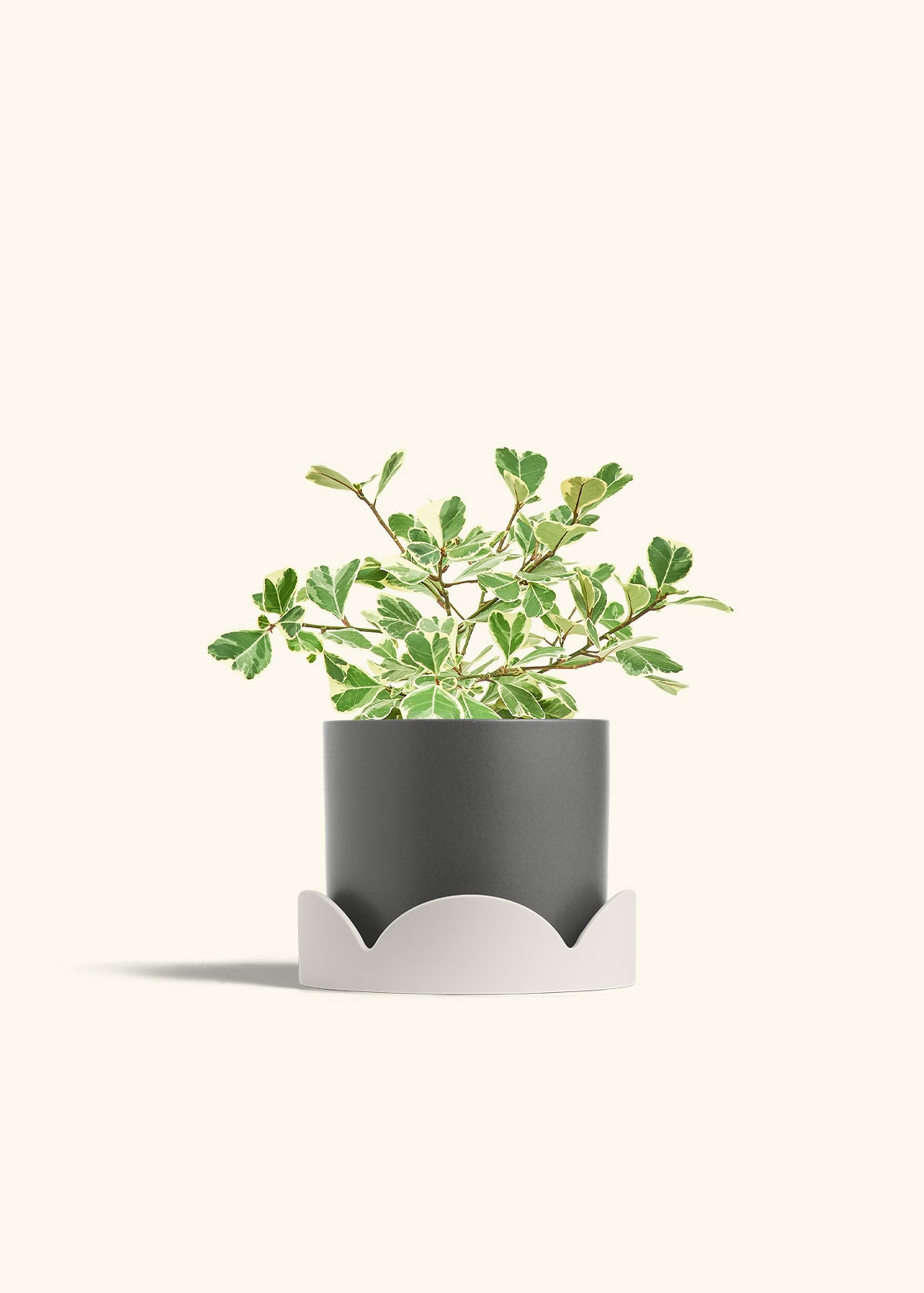 Variegated Triangle Ficus in a 6 inches Charcoal Classic Cylinder Planter in a Oat Petal Drip Tray