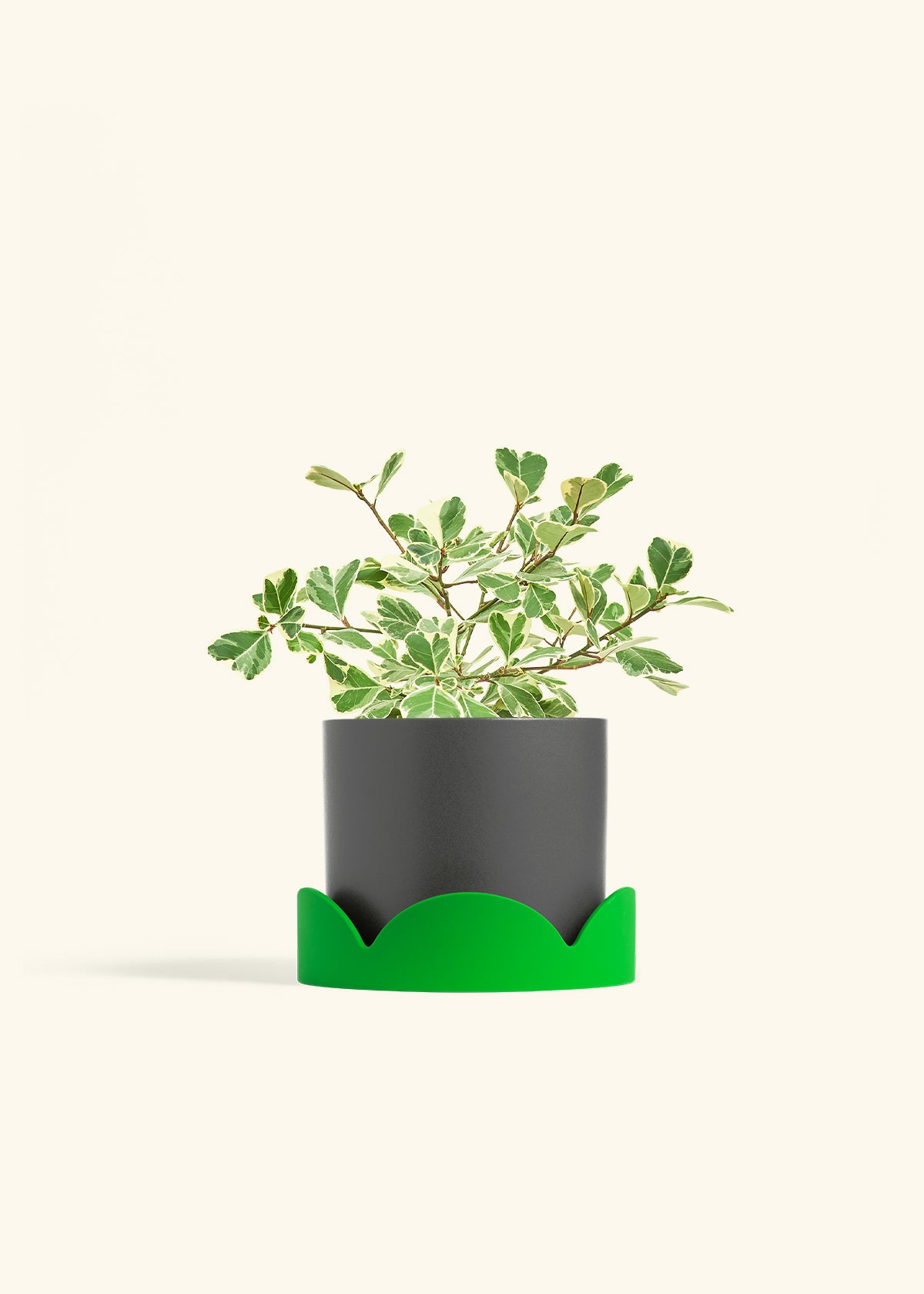 Variegated Triangle Ficus in a 6 inches Charcoal Classic Cylinder Planter in a Shamrock Petal Drip Tray