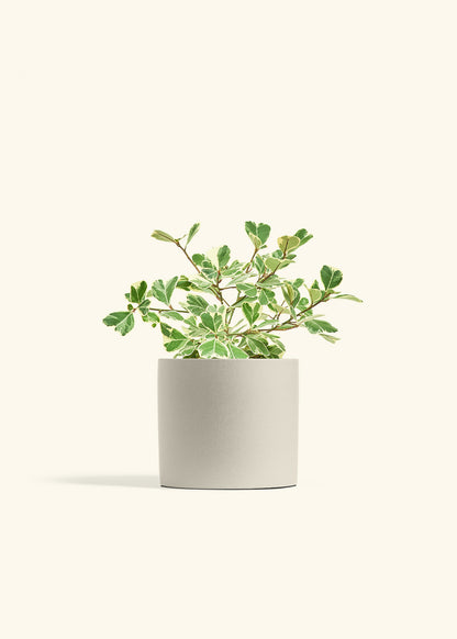 Variegated Triangle Ficus in a 6 inches Oat Classic Cylinder Planter 