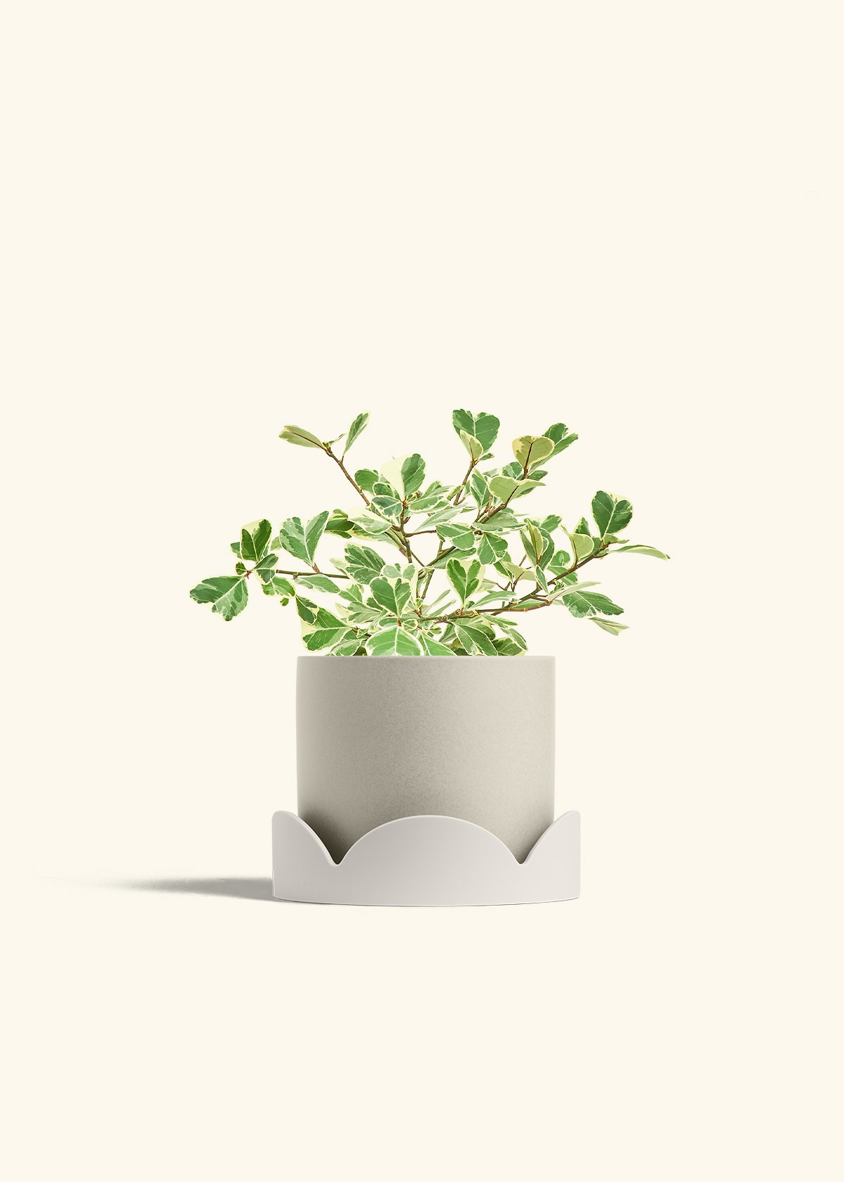 Variegated Triangle Ficus in a 6 inches Oat Classic Cylinder Planter in a Oat Petal Drip Tray