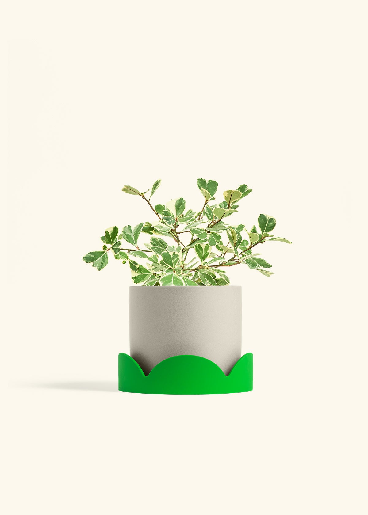 Variegated Triangle Ficus in a 6 inches Oat Classic Cylinder Planter in a Shamrock Petal Drip Tray