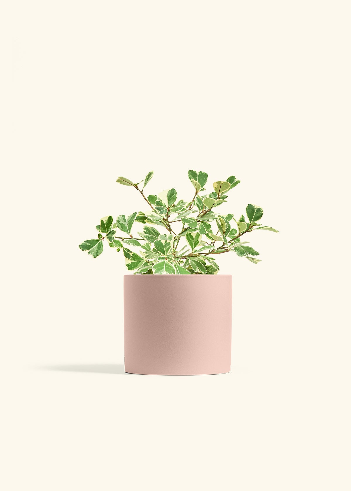 Variegated Triangle Ficus in a 6 inches Pink Classic Cylinder Planter 