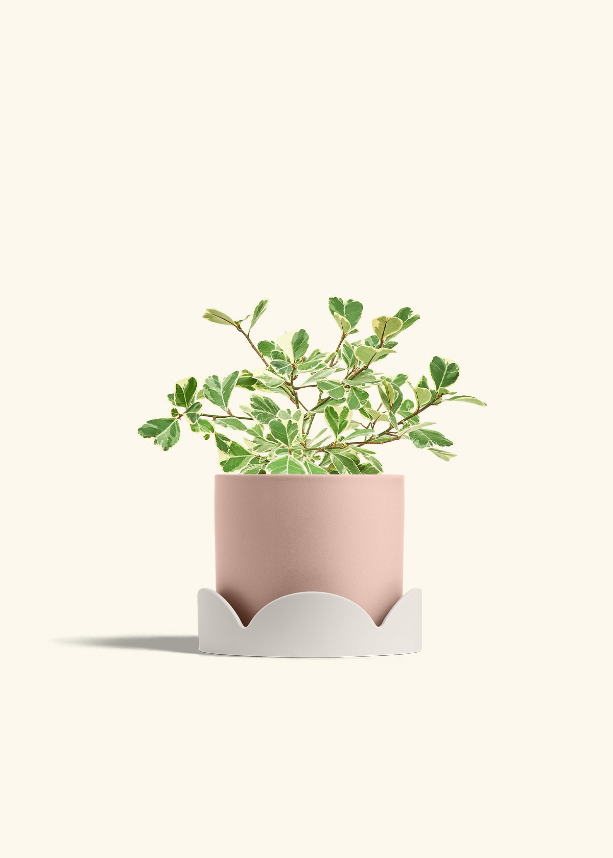 Variegated Triangle Ficus in a 6 inches Pink Classic Cylinder Planter in a Oat Petal Drip Tray