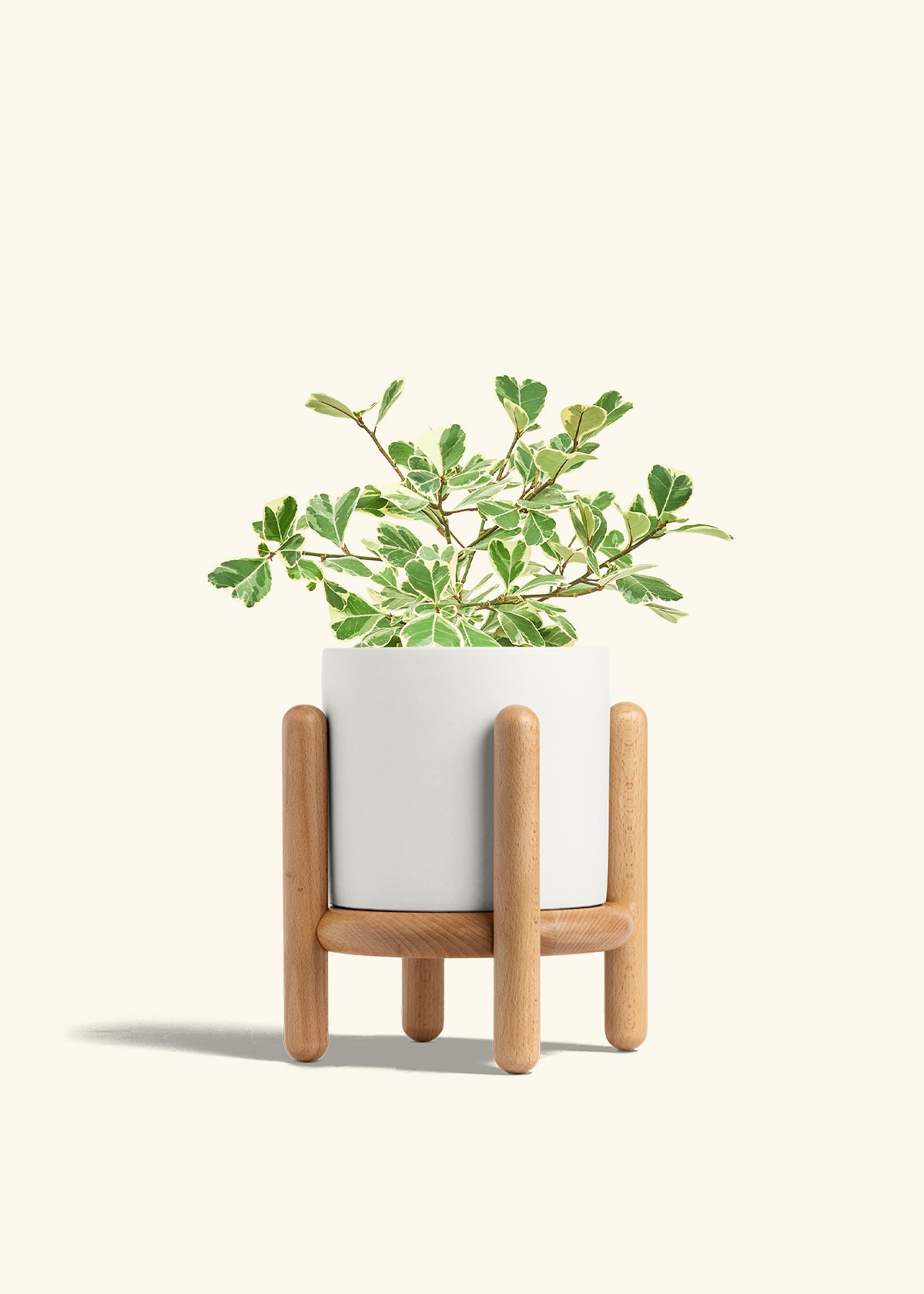 Variegated Triangle Ficus in a 6 inches White Classic Cylinder Planter in a Beech Wood Stand