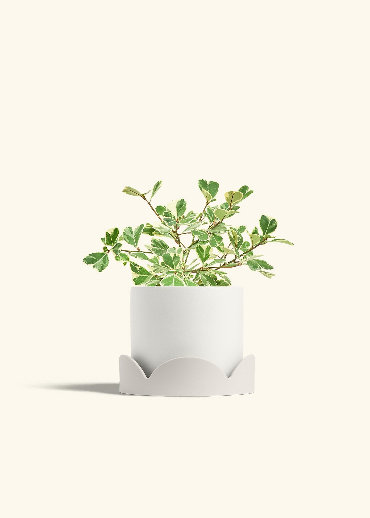 Variegated Triangle Ficus in a 6 inches White Classic Cylinder Planter in a Oat Petal Drip Tray