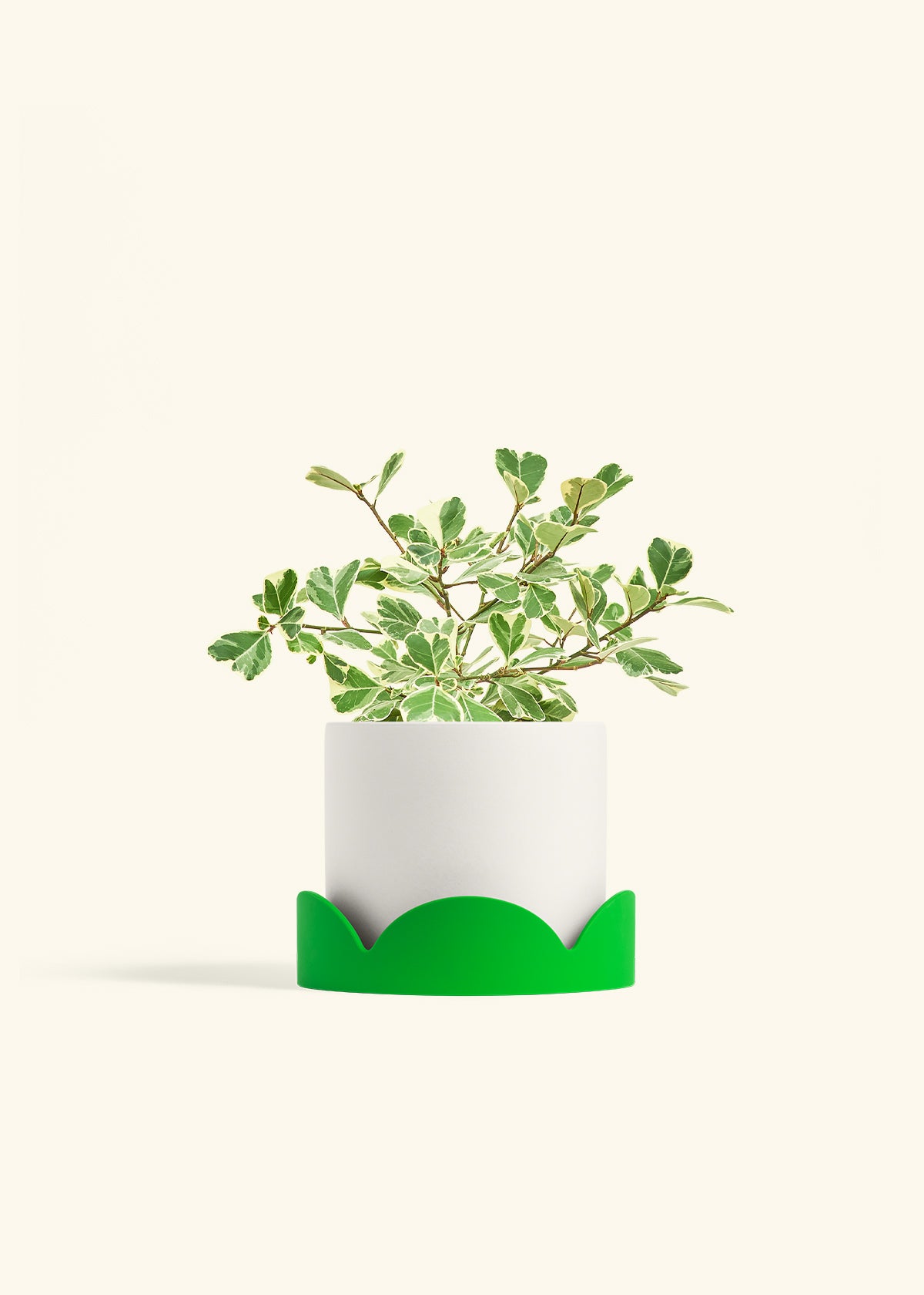 Variegated Triangle Ficus in a 6 inches White Classic Cylinder Planter in a Shamrock Petal Drip Tray