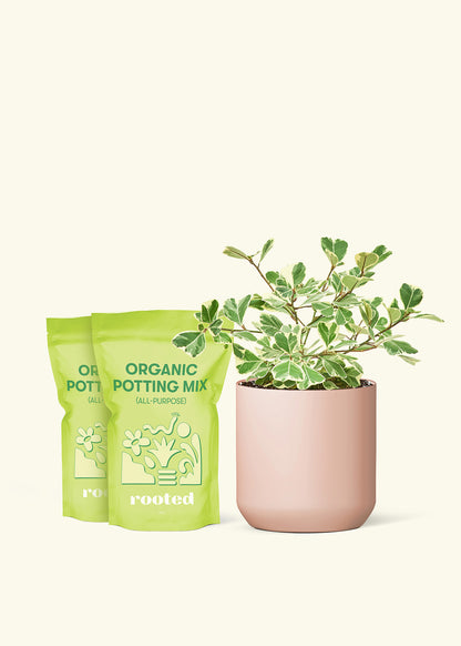 Variegated Triangle Ficus in a 7 inch pink ceramic cylinder planter and 2 bags of soil