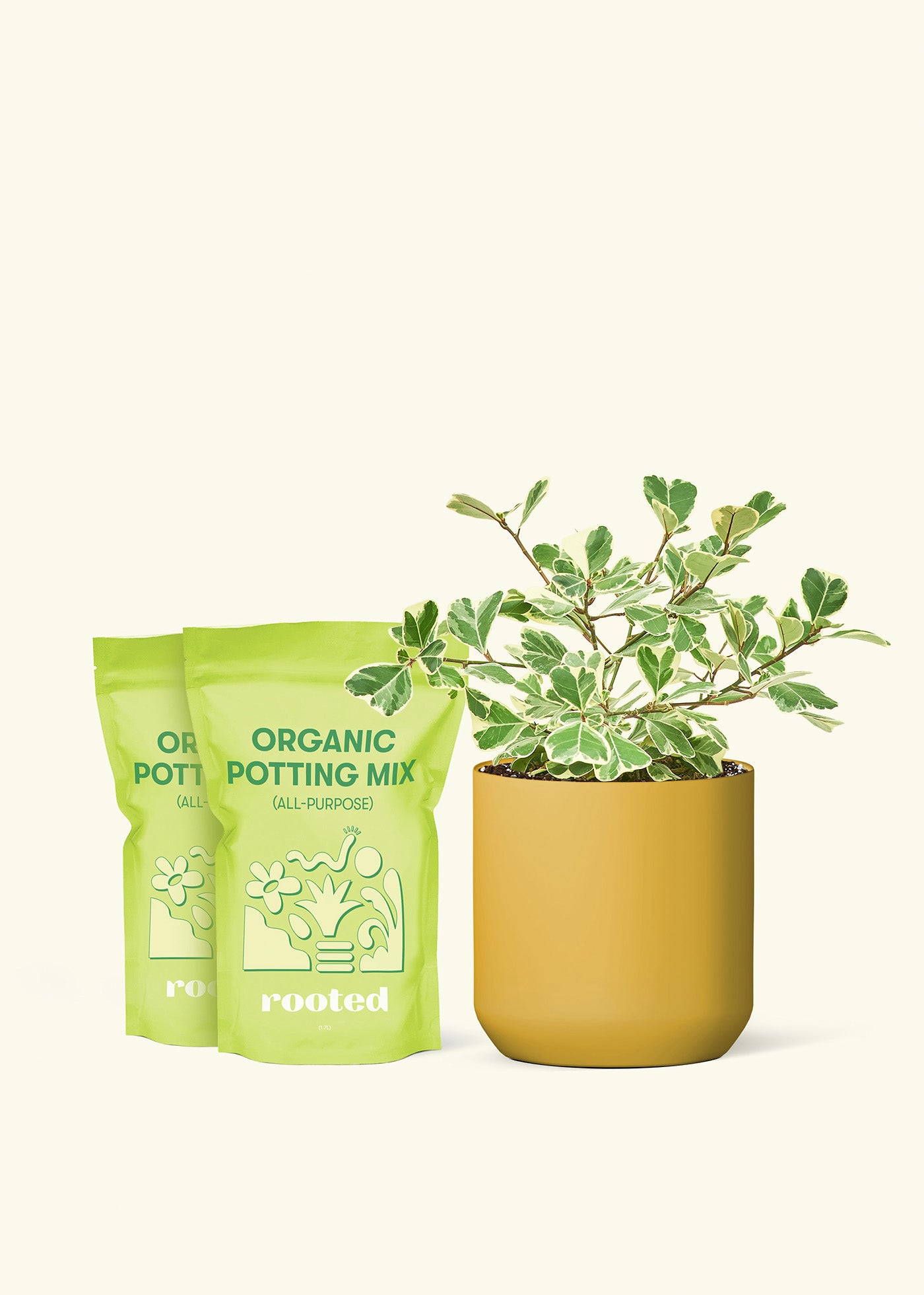 Variegated Triangle Ficus in a 7 inch mustard ceramic cylinder planter and 2 bags of soil