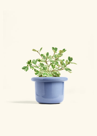 Variegated Triangle Ficus in a 6 inches Fat Lip Blue Planter 