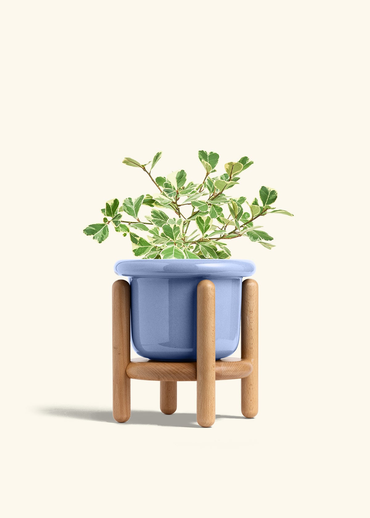 Variegated Triangle Ficus in a 6 inches Fat Lip Blue Planter in a Beech Wood Stand