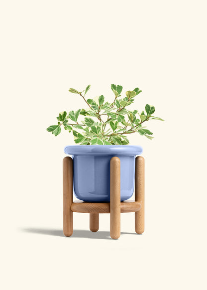 Variegated Triangle Ficus in a 6 inches Fat Lip Blue Planter in a Beech Wood Stand