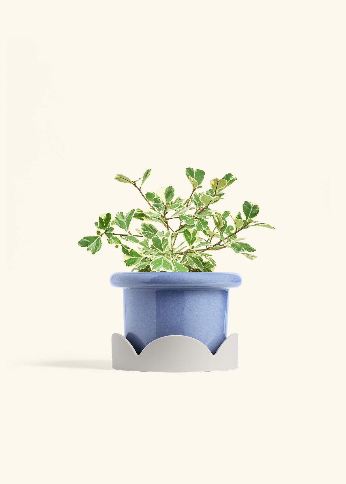 Variegated Triangle Ficus in a 6 inches Fat Lip Blue Planter in a Oat Petal Drip Tray