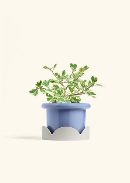 Variegated Triangle Ficus in a 6 inches Fat Lip Blue Planter in a Oat Petal Drip Tray