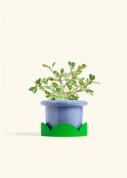 Variegated Triangle Ficus in a 6 inches Fat Lip Blue Planter in a Shamrock Petal Drip Tray