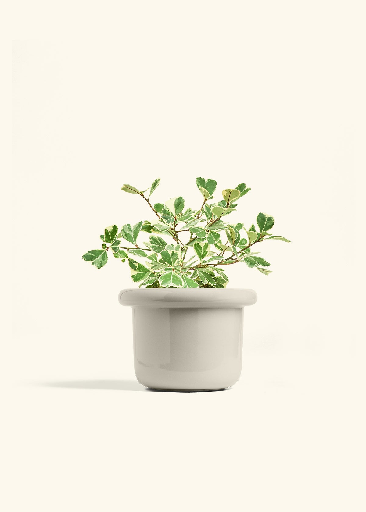 Variegated Triangle Ficus in a 6 inches Fat Lip Oat Planter 