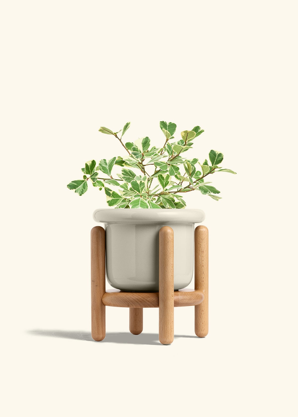 Variegated Triangle Ficus in a 6 inches Fat Lip Oat Planter in a Beech Wood Stand