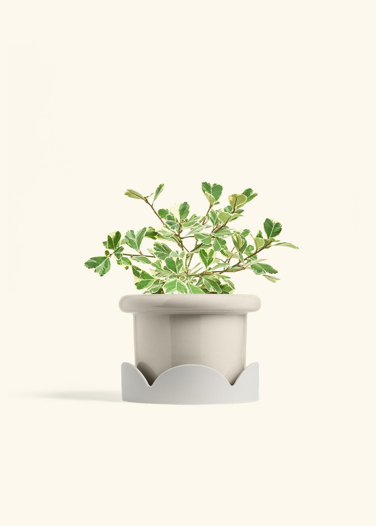 Variegated Triangle Ficus in a 6 inches Fat Lip Oat Planter in a Oat Petal Drip Tray