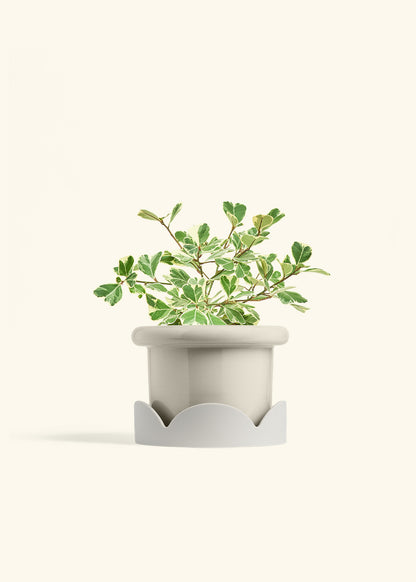 Variegated Triangle Ficus in a 6 inches Fat Lip Oat Planter in a Oat Petal Drip Tray