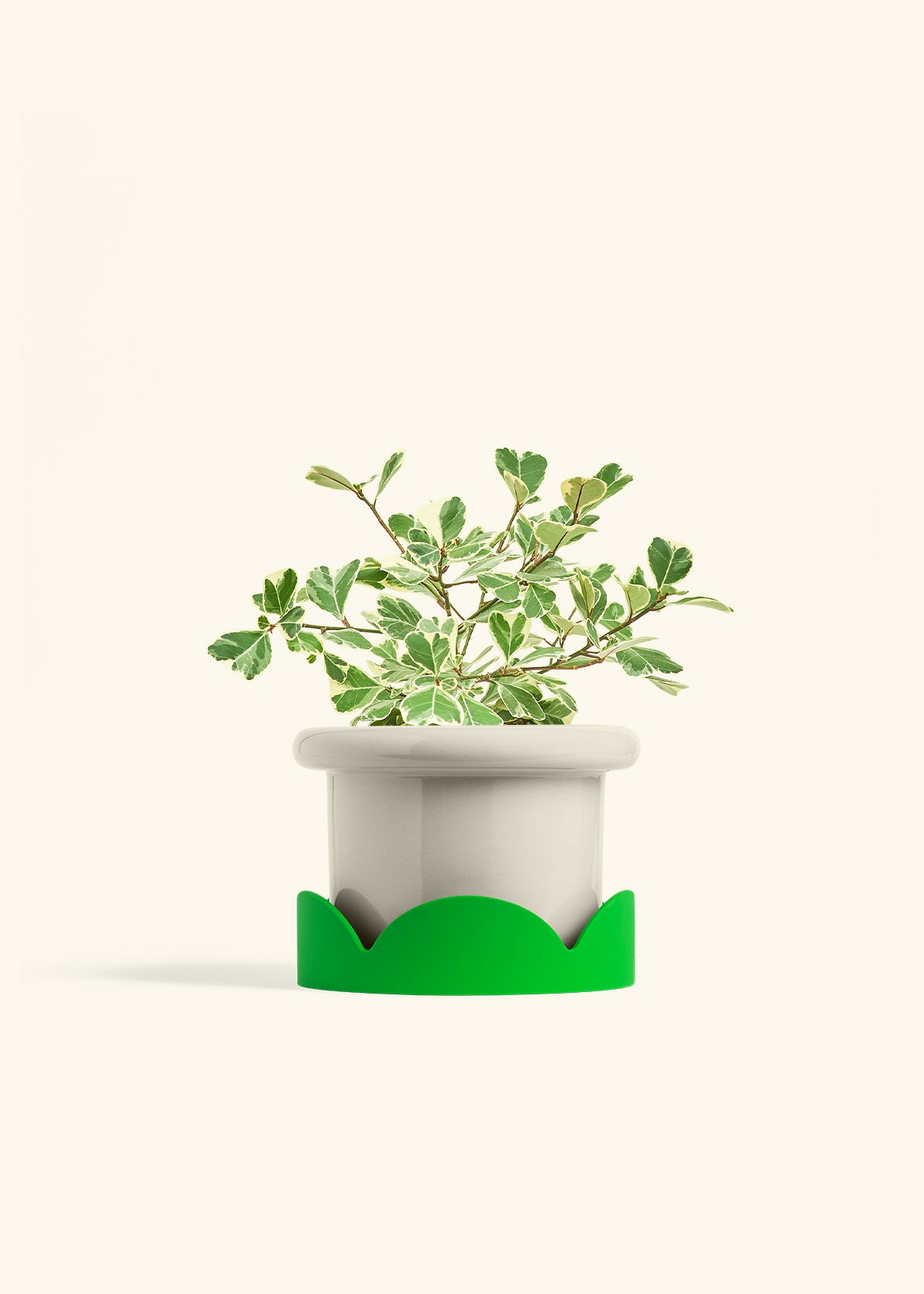 Variegated Triangle Ficus in a 6 inches Fat Lip Oat Planter in a Shamrock Petal Drip Tray