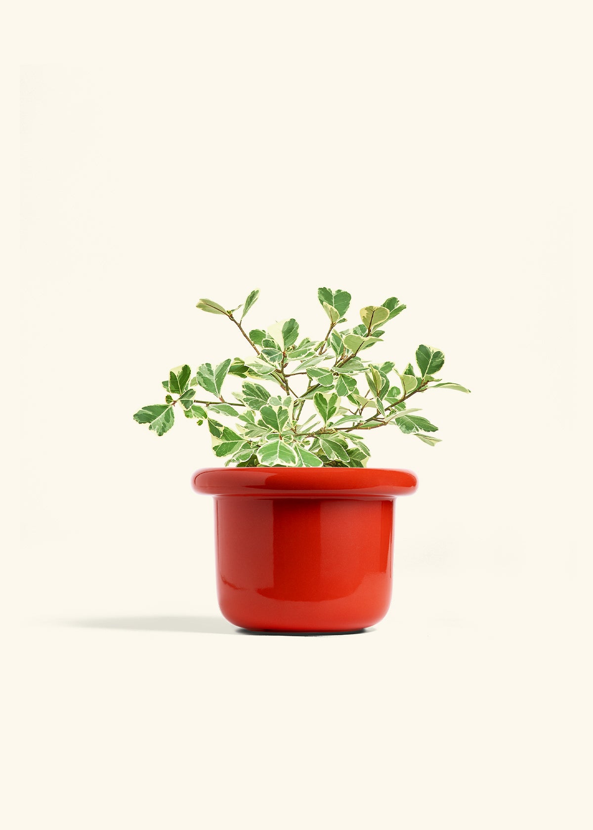 Variegated Triangle Ficus in a 6 inches Fat Lip Red Planter 