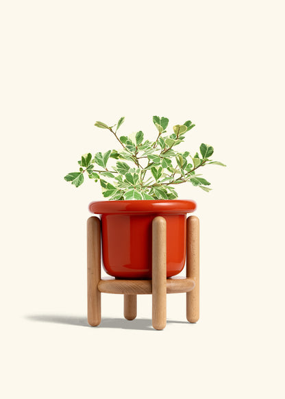 Variegated Triangle Ficus in a 6 inches Fat Lip Red Planter in a Beech Wood Stand
