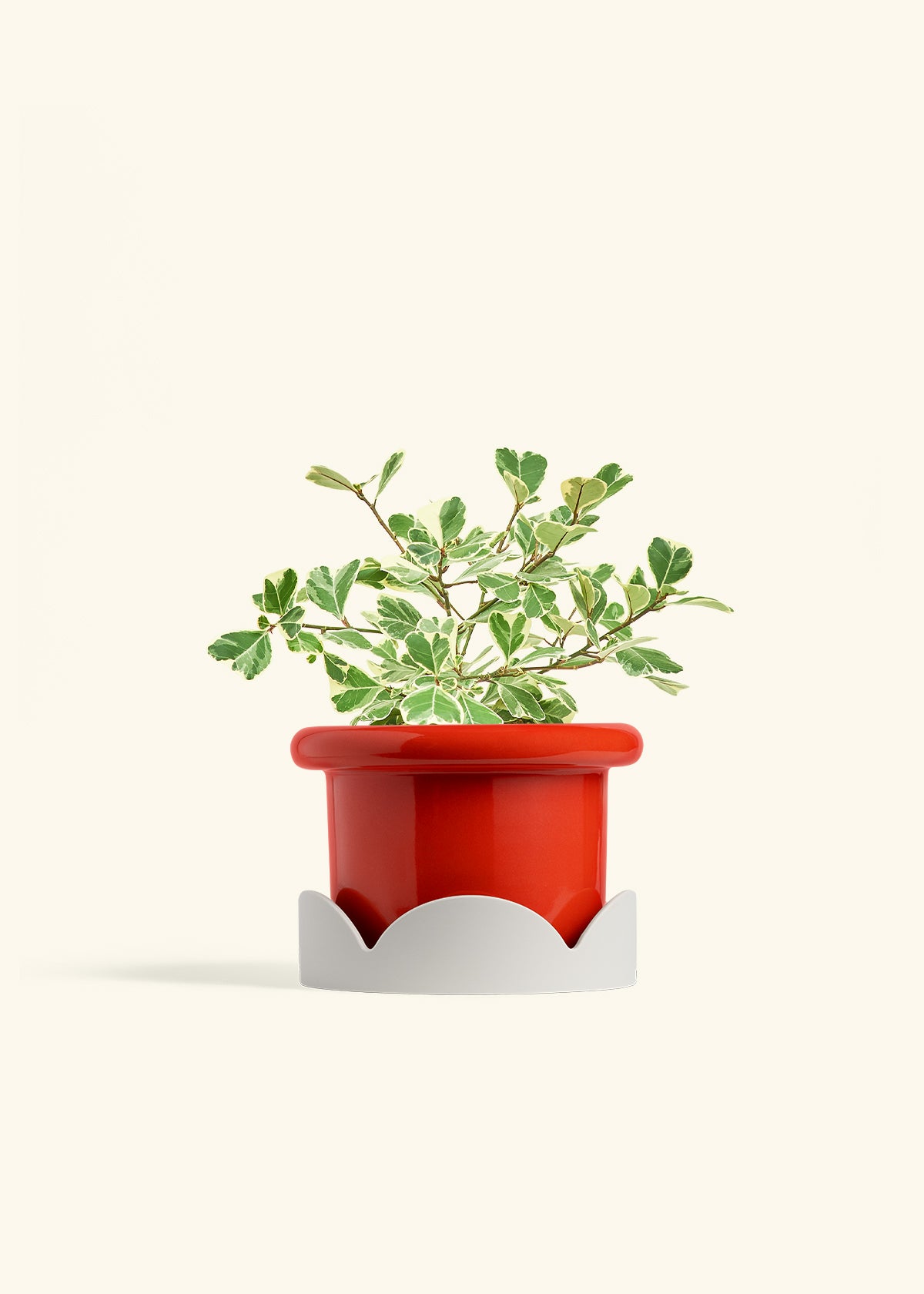 Variegated Triangle Ficus in a 6 inches Fat Lip Red Planter in a Oat Petal Drip Tray