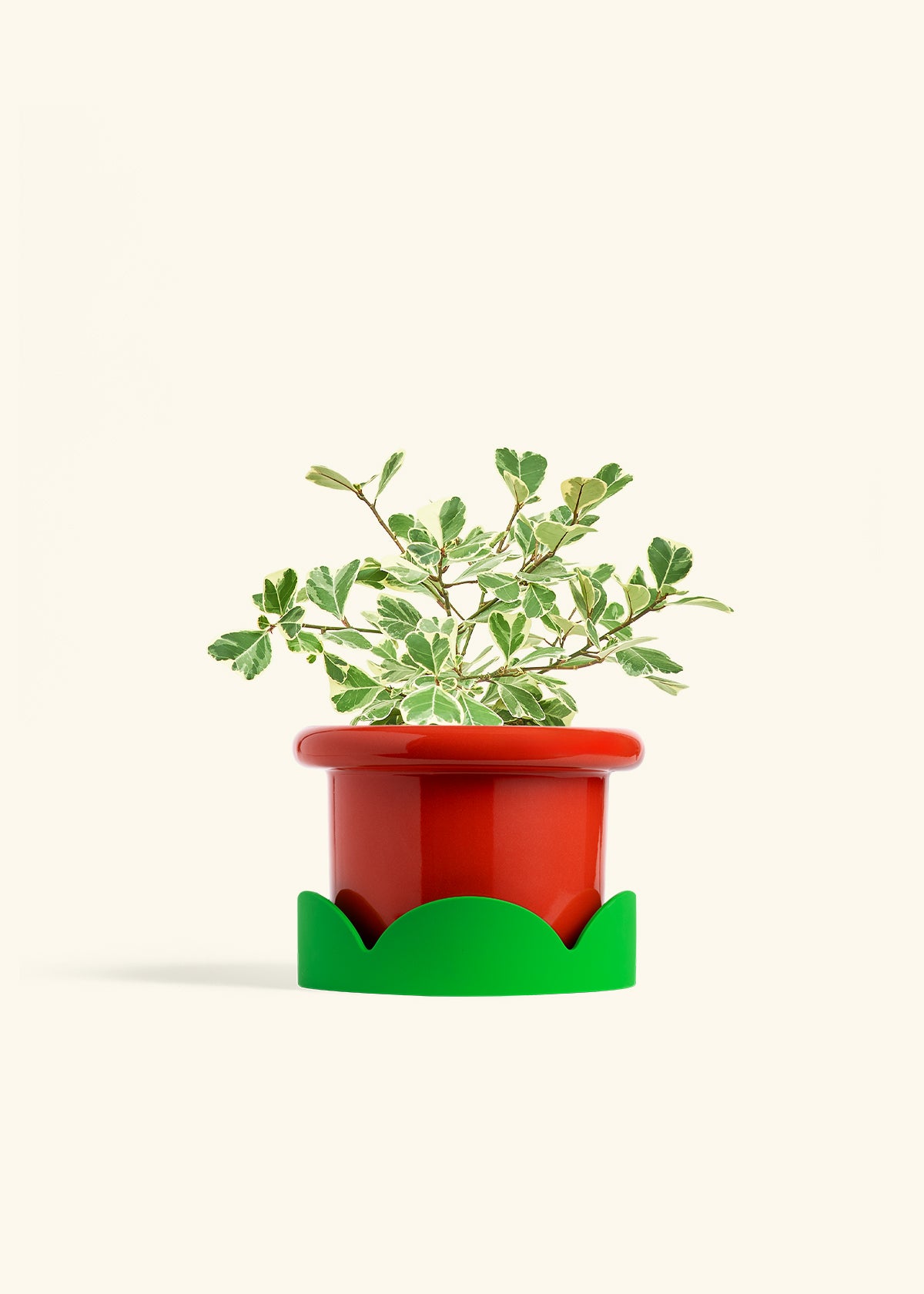 Variegated Triangle Ficus in a 6 inches Fat Lip Red Planter in a Shamrock Petal Drip Tray