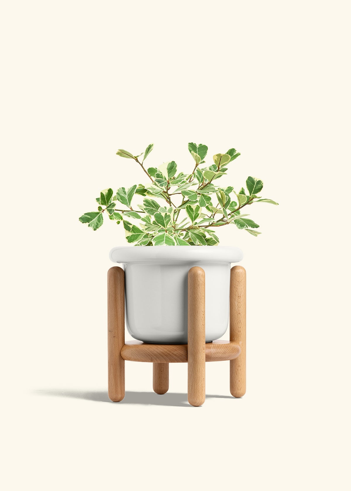 Variegated Triangle Ficus in a 6 inches Fat Lip White Planter in a Beech Wood Stand