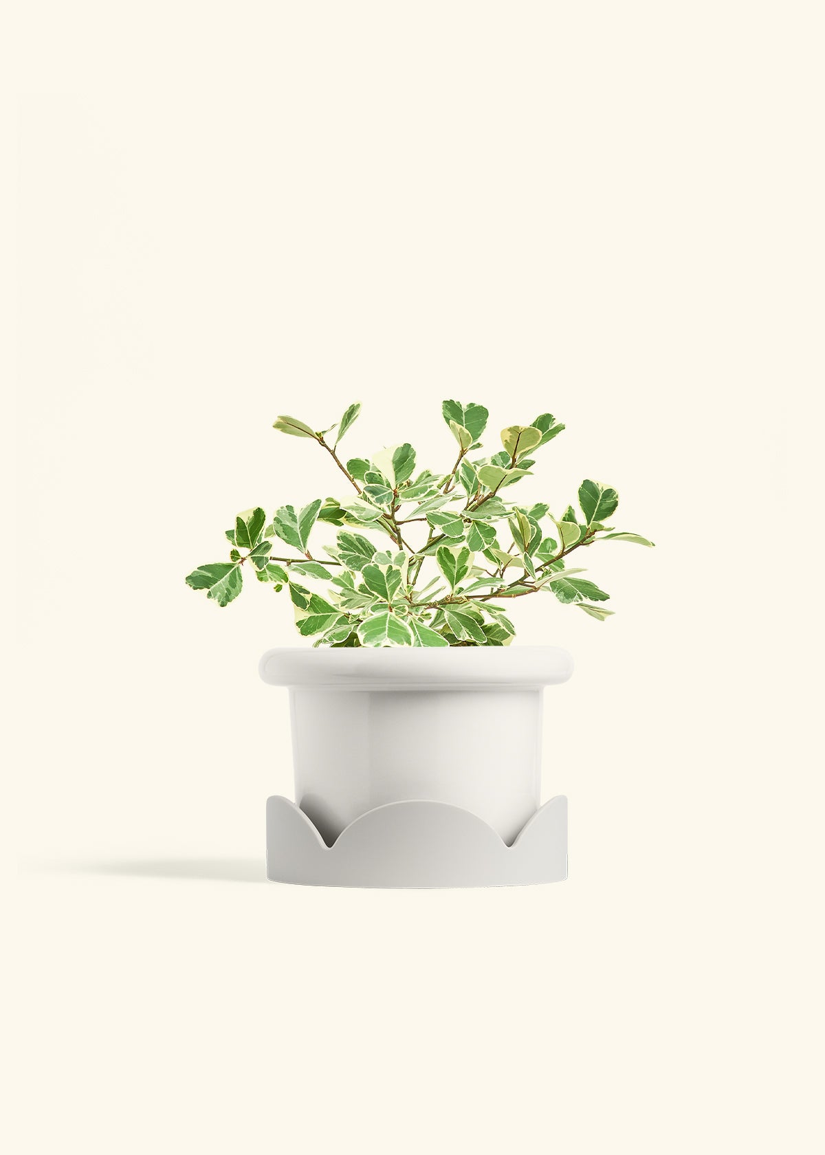 Variegated Triangle Ficus in a 6 inches Fat Lip White Planter in a Oat Petal Drip Tray