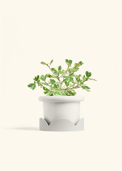 Variegated Triangle Ficus in a 6 inches Fat Lip White Planter in a Oat Petal Drip Tray