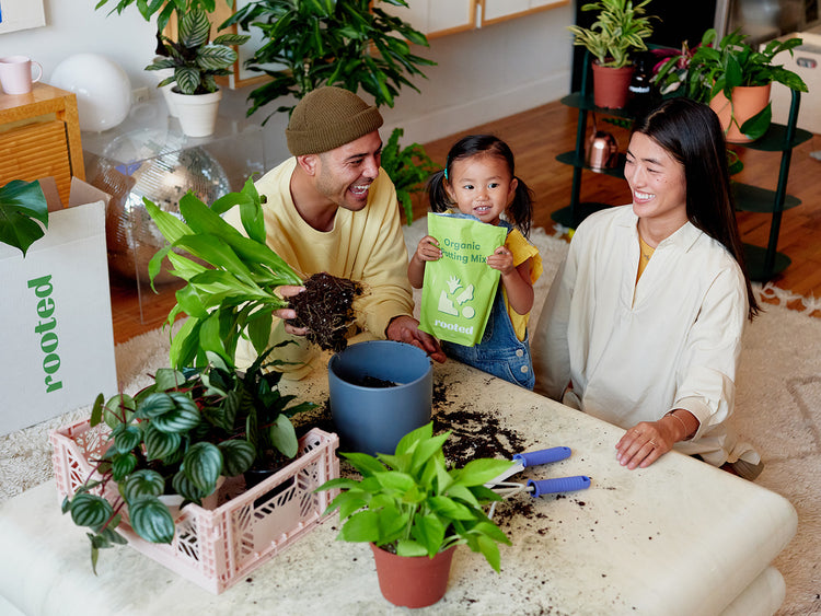 Mystery Jungle Box – Rooted