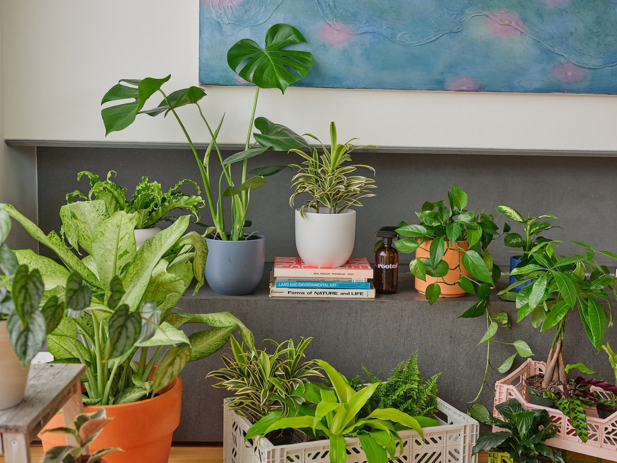 Assorted houseplants against a gray background