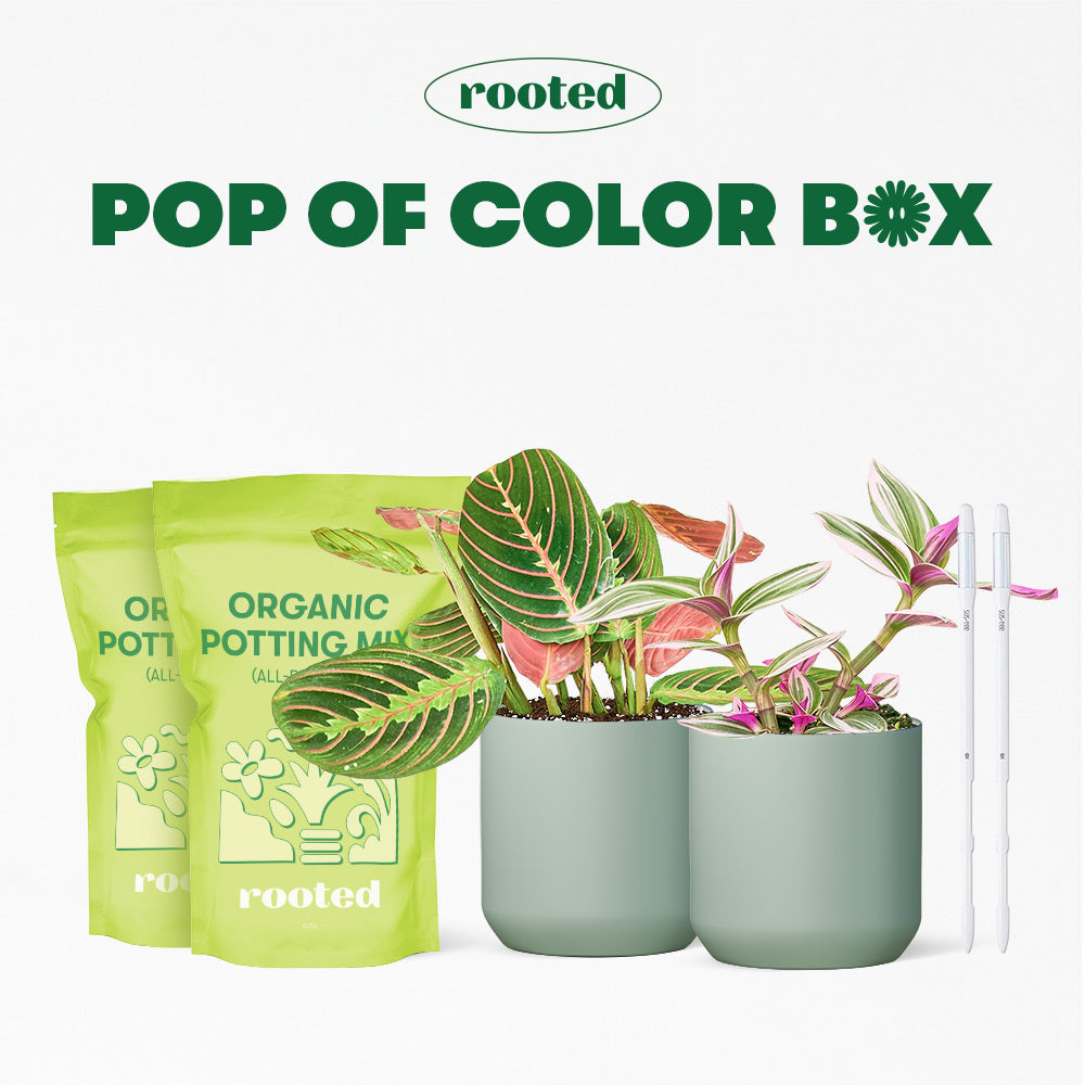 Pop of Color Box