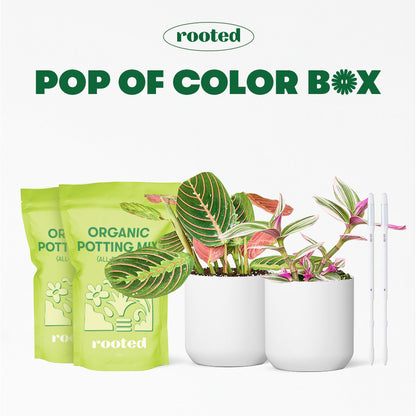 Pop of Color Box