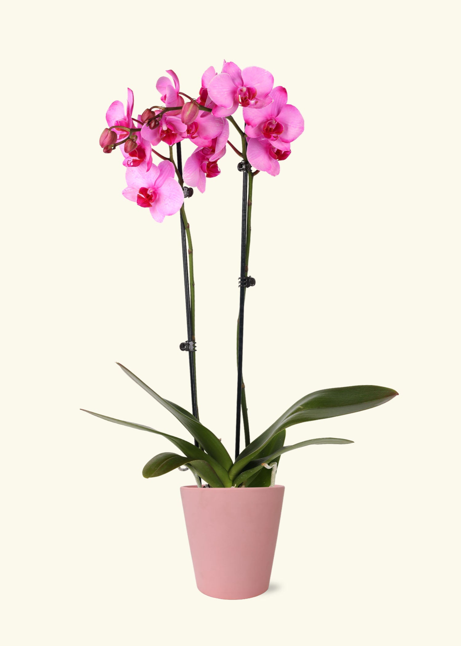Small Pink Watercolor Orchid in a pink jane matte ceramic grow pot.