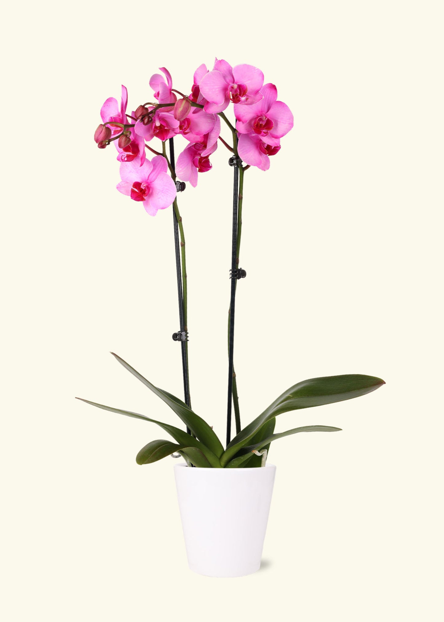 Small Pink Watercolor Orchid in a white quinn ceramic grow pot.