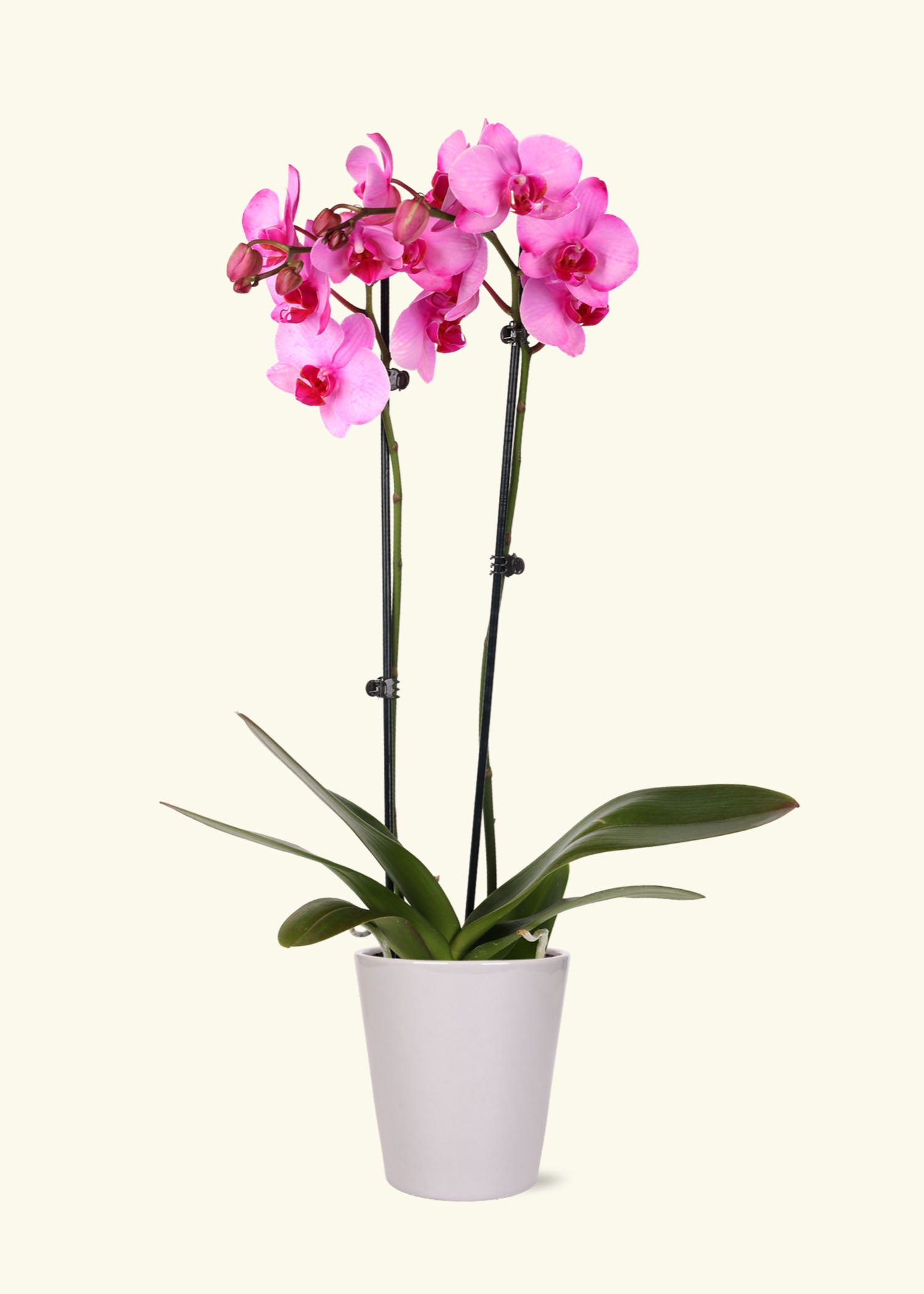 Small Pink Watercolor Orchid in a grey quinn ceramic grow pot.