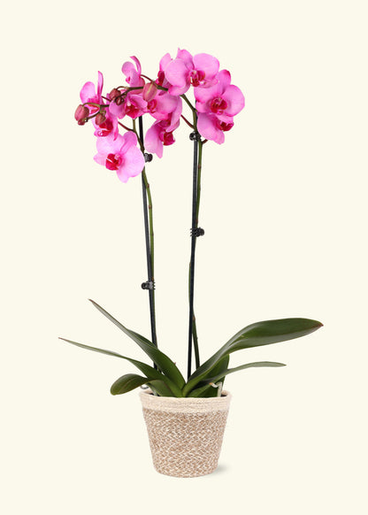 Small Pink Watercolor Orchid in a cream ivo jute grow pot.