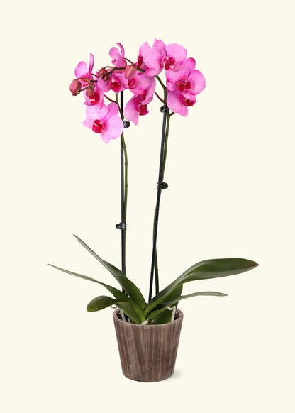 Small Pink Watercolor Orchid in a brown wilson wood grow pot.