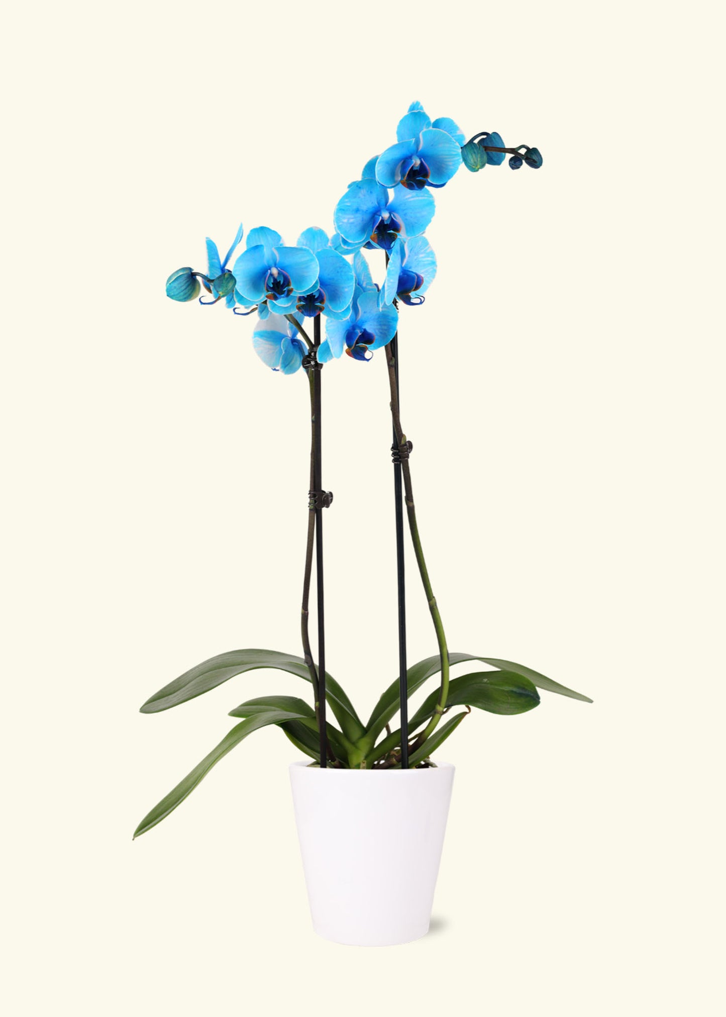 Small Blue Watercolor Orchid in a white quinn ceramic grow pot.