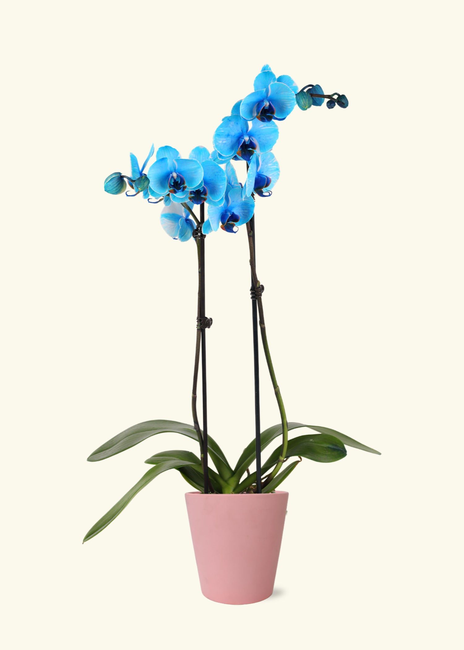 Small Blue Watercolor Orchid in a pink jane matte ceramic grow pot.