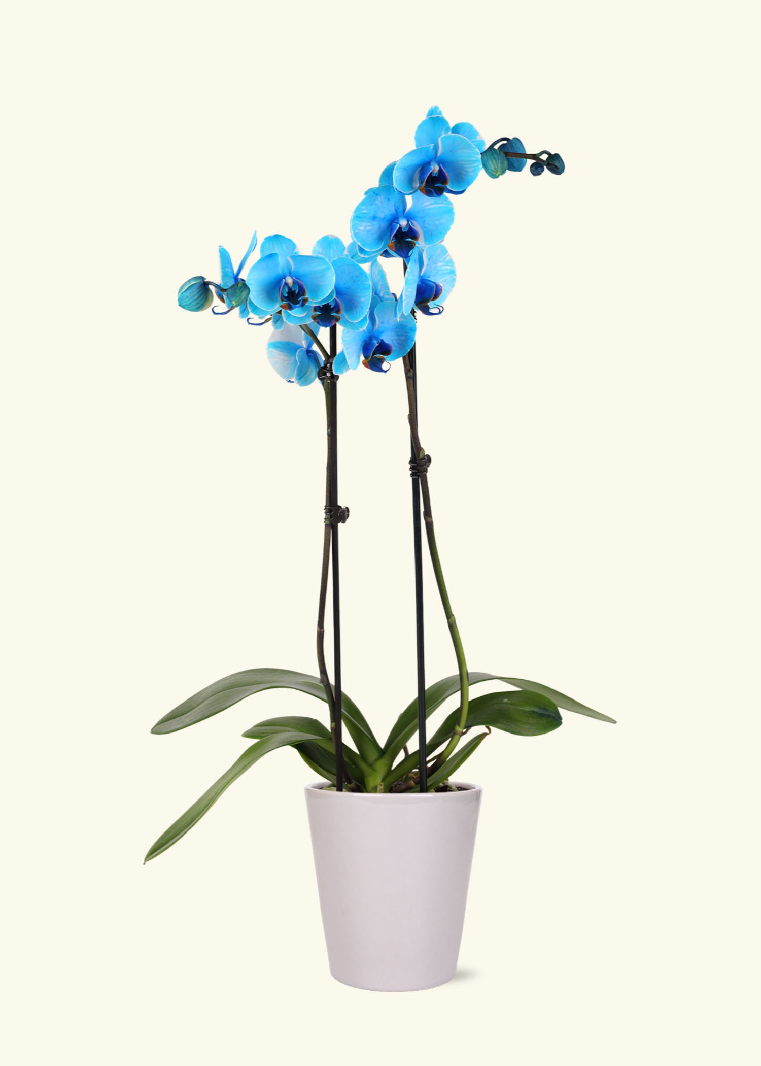 Small Blue Watercolor Orchid in a grey quinn ceramic grow pot.