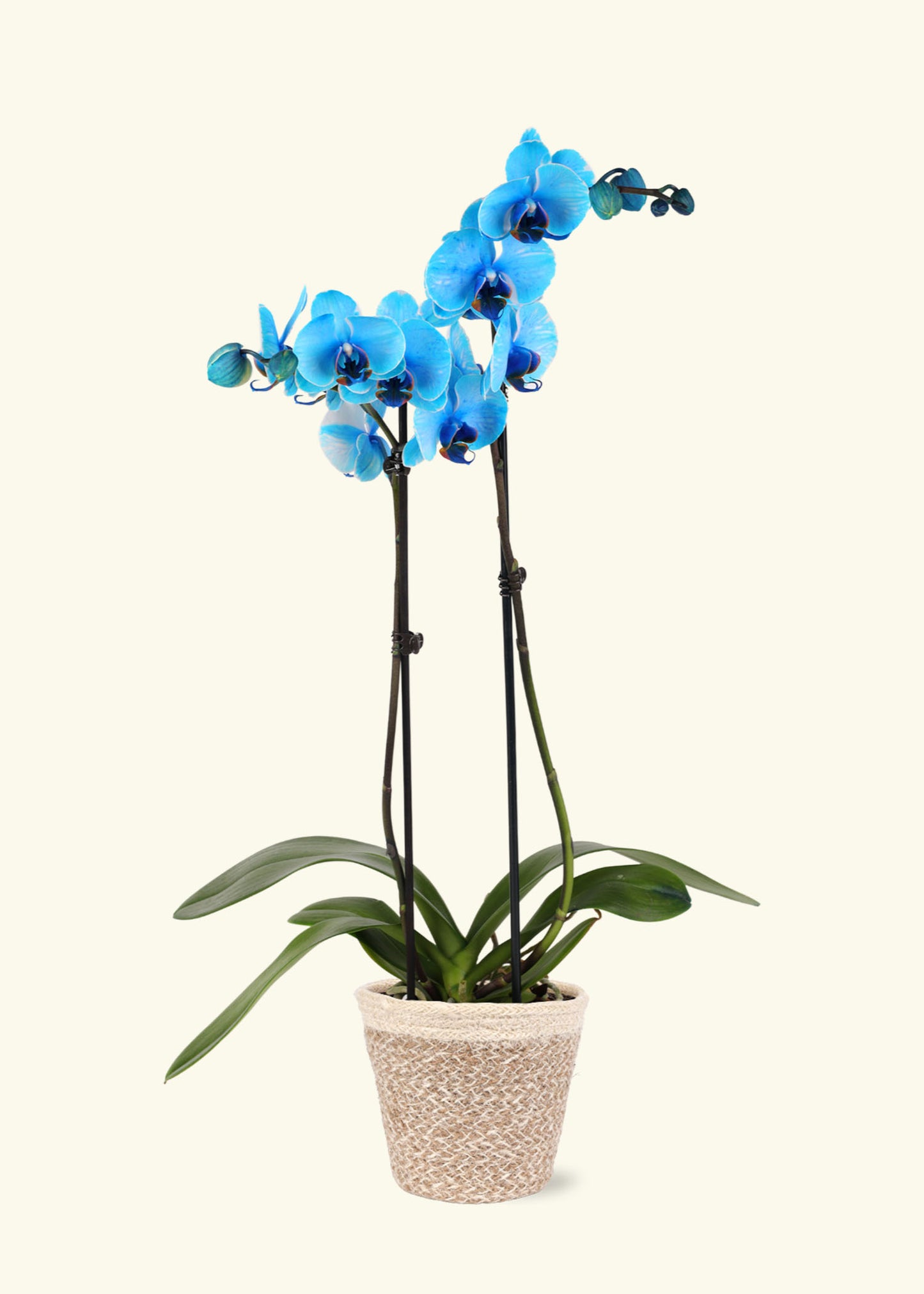 Small Blue Watercolor Orchid in a cream ivo jute grow pot.